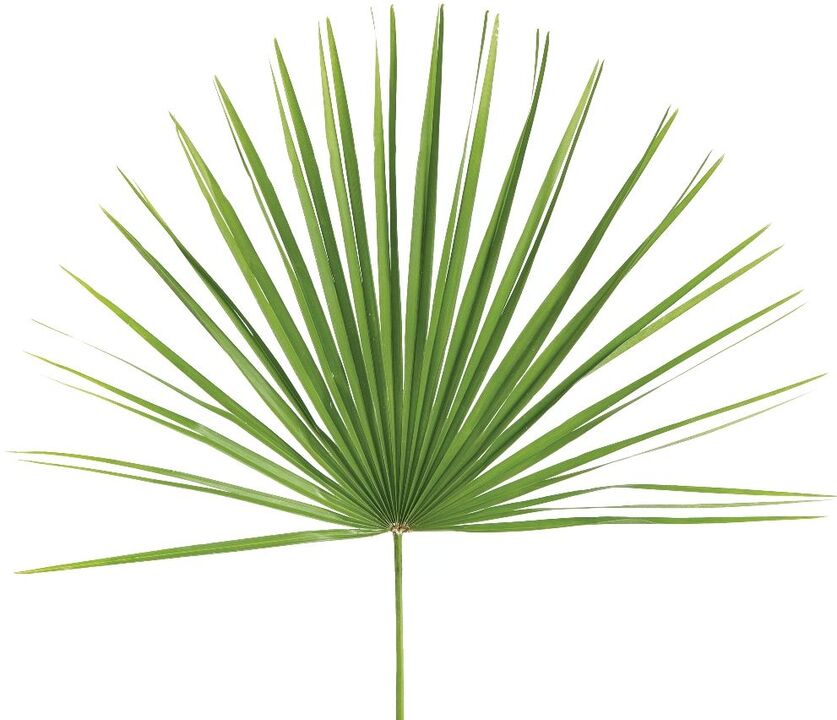 Sabal Palm an Predstonorm Kapselen