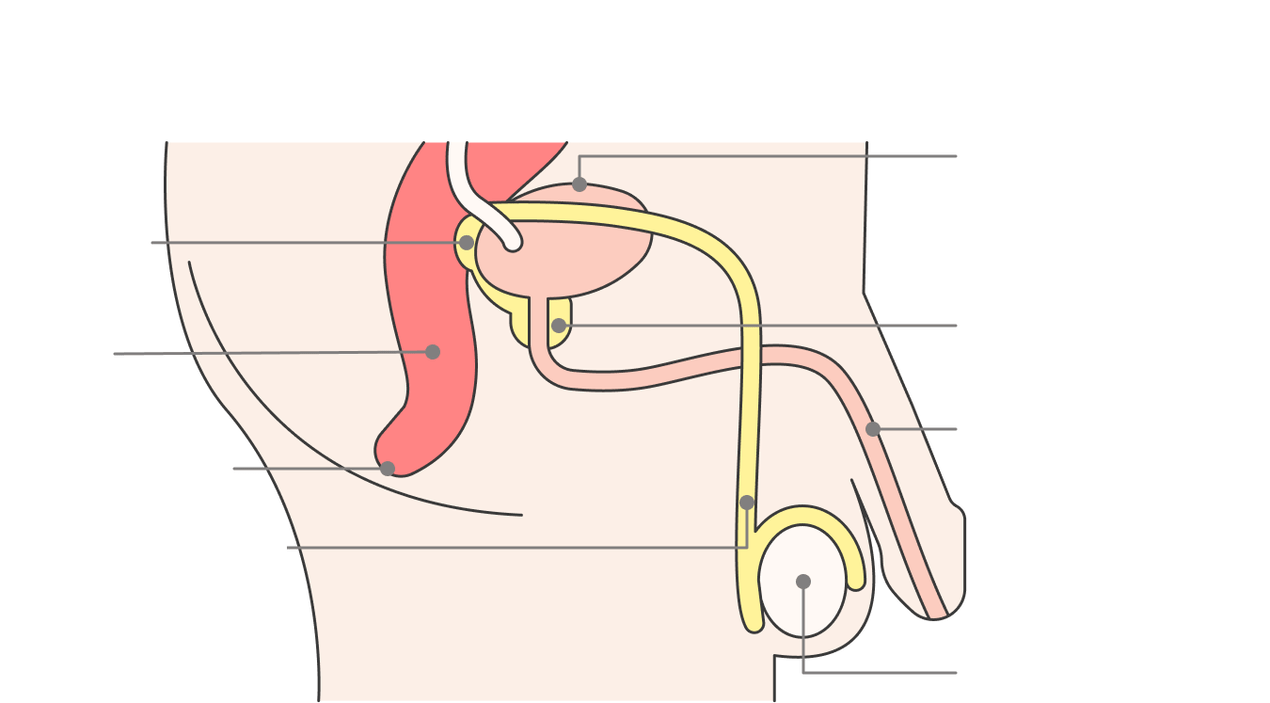 Plaz vun der Prostata Drüs a seng Strukturen